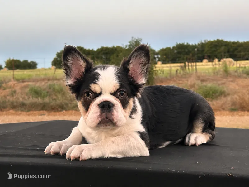 Puddin Pop  – French Bulldog puppy for sale in Checotah, OK