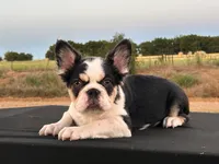 Puddin Pop , a male French Bulldog for sale in Checotah, OK – 1 of 1