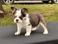 Puddin Pop Panda Husky Fluffy boy , a male French Bulldog for sale in Checotah, OK – 2 of 7