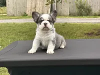 Kodiak panda husky , a male French Bulldog for sale in Checotah, OK – 5 of 10