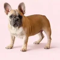 Peanut Brittle , a female French Bulldog for sale in Checotah, OK – Photo 1 of 5