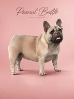 Peanut Brittle , a female French Bulldog for sale in Checotah, OK – Photo 2 of 9