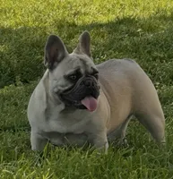 Peanut Brittle , a female French Bulldog for sale in Checotah, OK – Photo 5 of 9