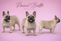 Peanut Brittle , a female French Bulldog for sale in Checotah, OK – Photo 1 of 9