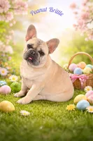 Peanut Brittle , a female French Bulldog for sale in Checotah, OK – Photo 5 of 5