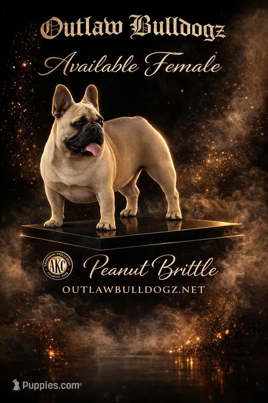 Peanut Brittle  – French Bulldog puppy for sale in Checotah, OK