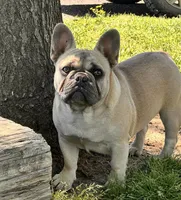 Peanut Brittle , a female French Bulldog for sale in Checotah, OK – Photo 8 of 9