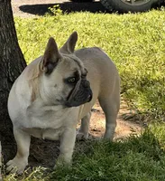 Peanut Brittle , a female French Bulldog for sale in Checotah, OK – Photo 7 of 9