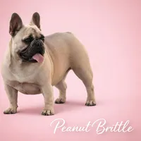 Peanut Brittle , a female French Bulldog for sale in Checotah, OK – Photo 3 of 9