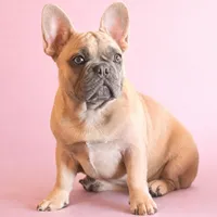 Peanut Brittle , a female French Bulldog for sale in Checotah, OK – Photo 2 of 5