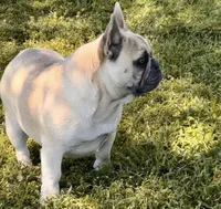Peanut Brittle , a female French Bulldog for sale in Checotah, OK – Photo 6 of 9
