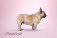 Peanut Brittle , a female French Bulldog for sale in Checotah, OK – Photo 4 of 9