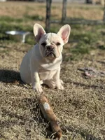 Hazelnut, a female French Bulldog for sale in Checotah, OK – Photo 4 of 8