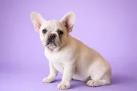 Hazelnut, a female French Bulldog for sale in Checotah, OK – Photo 2 of 8