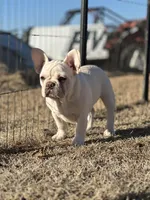 Hazelnut, a female French Bulldog for sale in Checotah, OK – Photo 5 of 8