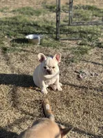 Hazelnut, a female French Bulldog for sale in Checotah, OK – Photo 6 of 8