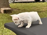 Papa Smurf , a male French Bulldog for sale in Checotah, OK – 4 of 4