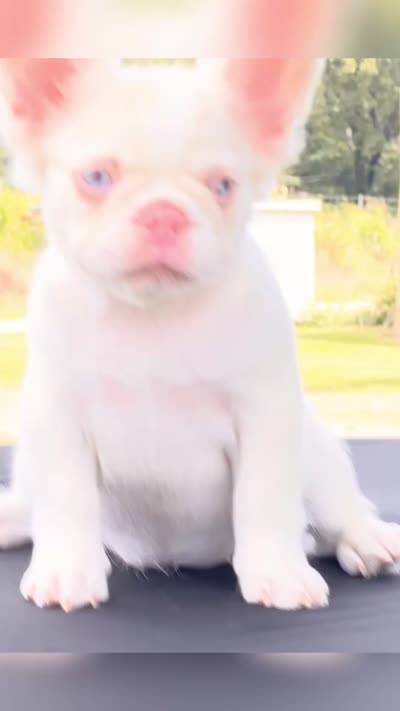 Pink Confetti, a female French Bulldog for sale in Checotah, OK – 8 of 8