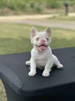 Pink Confetti, a female French Bulldog for sale in Checotah, OK – 5 of 8