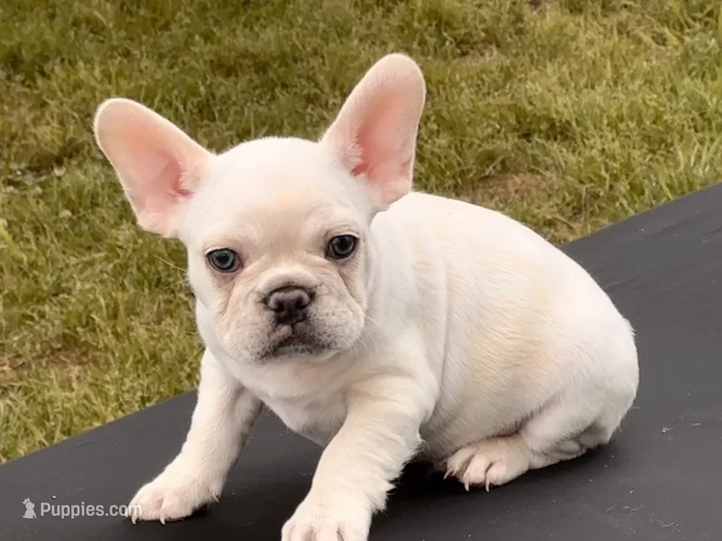 Polar , a male French Bulldog for sale in Checotah, OK – 1 of 1