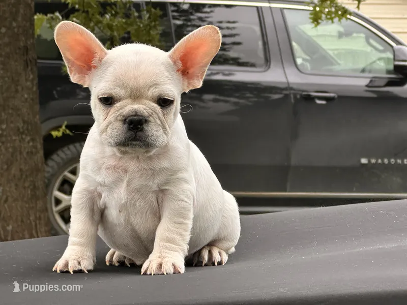 Papa Smurf  – French Bulldog puppy for sale in Checotah, OK