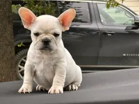 Papa Smurf , a male French Bulldog for sale in Checotah, OK – 1 of 4