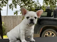 Papa Smurf , a male French Bulldog for sale in Checotah, OK – 5 of 8