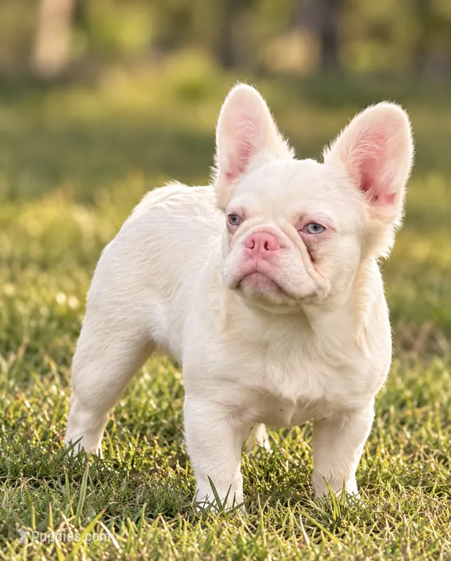 Pink Confetti – French Bulldog puppy for sale in Checotah, OK