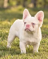 Pink Confetti, a female French Bulldog for sale in Checotah, OK – 1 of 3