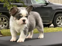 Kodiak panda husky , a male French Bulldog for sale in Checotah, OK – 6 of 10