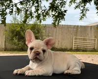 Mindy , a female French Bulldog for sale in Checotah, OK – 8 of 10
