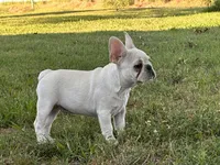 Papa Smurf , a male French Bulldog for sale in Checotah, OK – 5 of 6