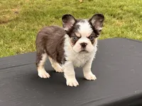 Puddin Pop Panda Husky Fluffy boy , a male French Bulldog for sale in Checotah, OK – 7 of 7