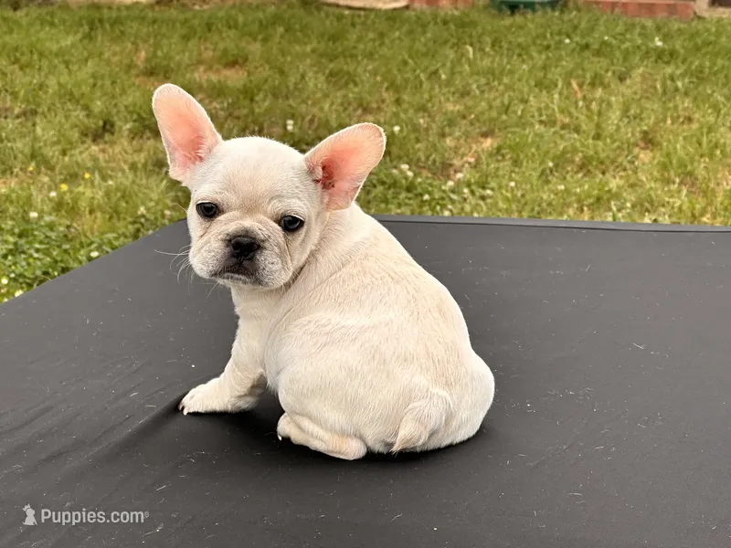 Papa Smurf  – French Bulldog puppy for sale in Checotah, OK