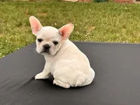 Papa Smurf , a male French Bulldog for sale in Checotah, OK – 3 of 4