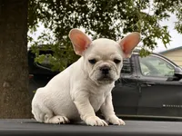 Papa Smurf , a male French Bulldog for sale in Checotah, OK – 2 of 4
