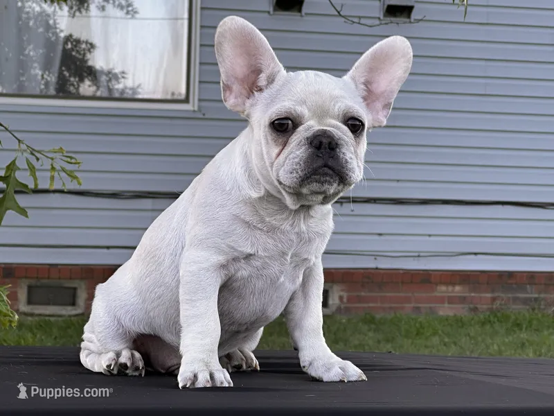 Papa Smurf  – French Bulldog puppy for sale in Checotah, OK