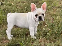 Papa Smurf , a male French Bulldog for sale in Checotah, OK – 2 of 6