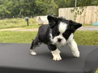 KUNG-FU-PANDA , a male French Bulldog for sale in Checotah, OK – 2 of 5