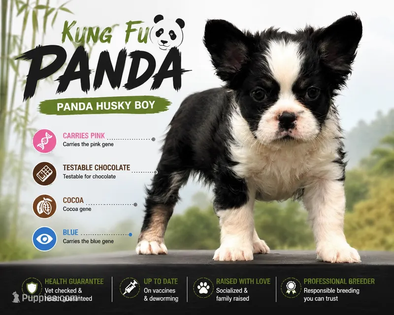 KUNG-FU-PANDA  – French Bulldog puppy for sale in Checotah, OK