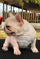 Mindy , a female French Bulldog for sale in Checotah, OK – 5 of 10