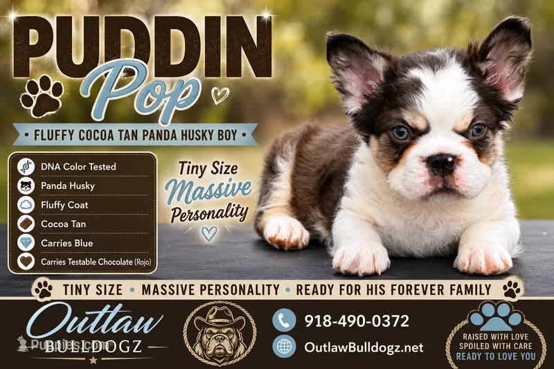 Puddin Pop Panda Husky Fluffy boy  – French Bulldog puppy for sale in Checotah, OK