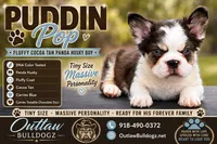 Puddin Pop Panda Husky Fluffy boy (Rojo), a male French Bulldog for sale in Checotah, OK – 1 of 8
