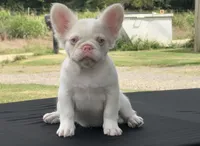 Pink Confetti, a female French Bulldog for sale in Checotah, OK – 2 of 8
