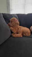 Mylo, a male Poodle - Standard  for sale in Tampa, FL – 2 of 7
