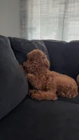 Mylo, a male Poodle - Standard  for sale in Tampa, FL – 4 of 7