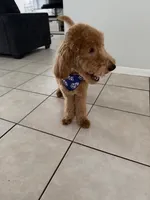 Mylo, a male Poodle - Standard  for sale in Tampa, FL – 7 of 7