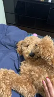 Mylo, a male Poodle - Standard  for sale in Tampa, FL – 5 of 7