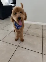 Mylo, a male Poodle - Standard  for sale in Tampa, FL – 6 of 7