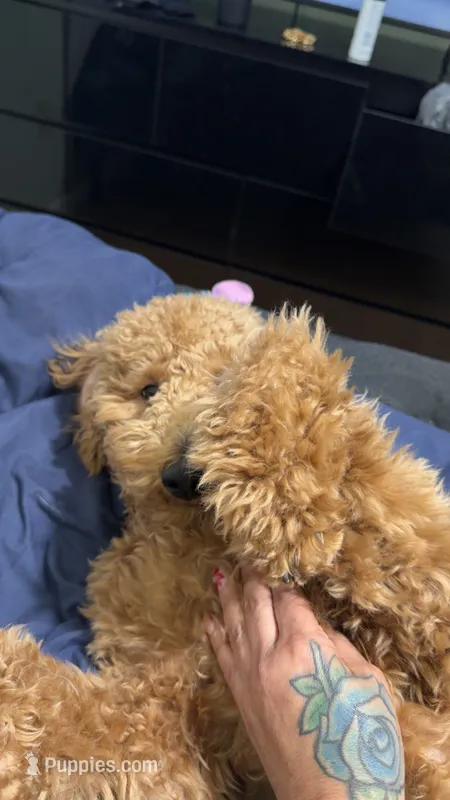 Mylo – Poodle - Standard  puppy for sale in Tampa, FL